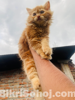 Persian kitten